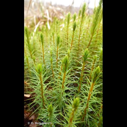 <i>Polytrichum commune</i> Hedw., 1801 © O. Roquinarc'h