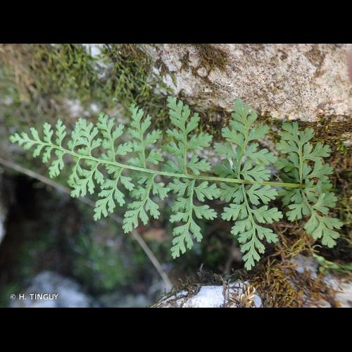 <i>Cystopteris alpina</i> (Lam.) Desv., 1827 © H. TINGUY