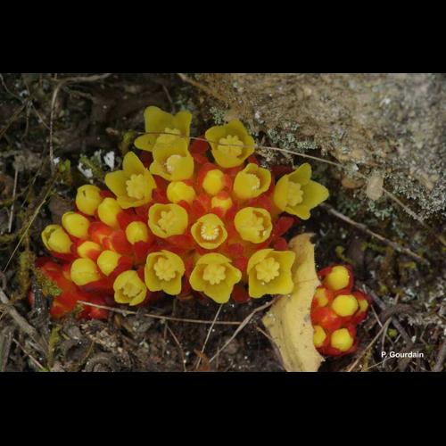 <i>Cytinus hypocistis</i> (L.) L., 1767 © P. Gourdain