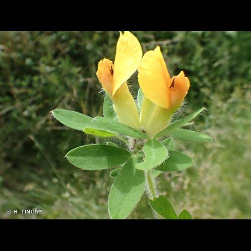 <i>Cytisus hirsutus</i> L., 1753 © H. TINGUY