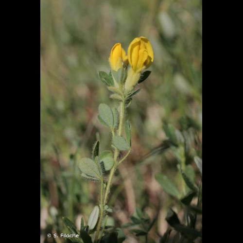 <i>Cytisus lotoides</i> Pourr., 1788 © S. Filoche