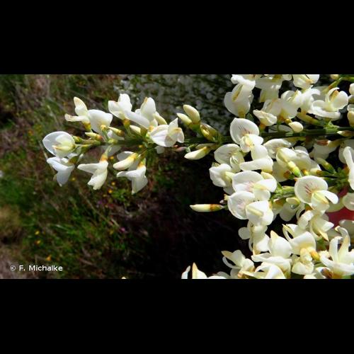 <i>Cytisus multiflorus</i> (L'Hér.) Sweet, 1826 © F. Michalke