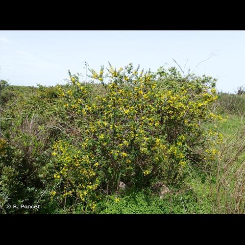 <i>Cytisus striatus</i> (Hill) Rothm., 1944 © R. Poncet