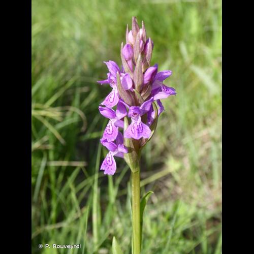 <i>Dactylorhiza elata</i> (Poir.) Soó, 1962 &copy; P. Rouveyrol