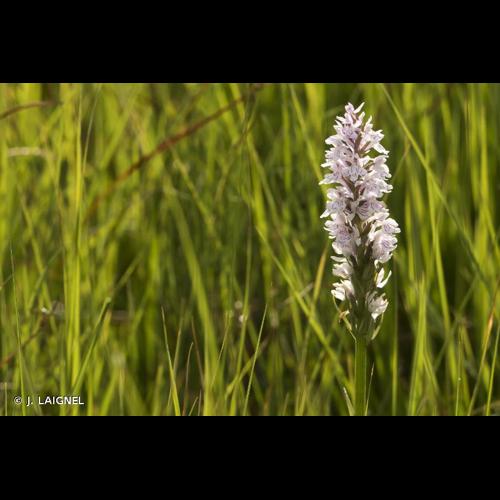 <i>Dactylorhiza fuchsii</i> (Druce) Soó, 1962 © J. LAIGNEL