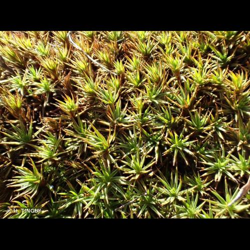 <i>Polytrichum juniperinum</i> Hedw., 1801 © H. TINGUY