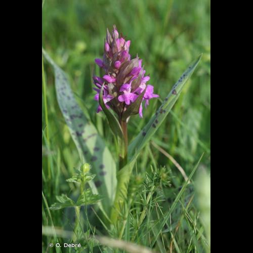 <i>Dactylorhiza majalis</i> (Rchb.) P.F.Hunt & Summerh., 1965 © O. Debré