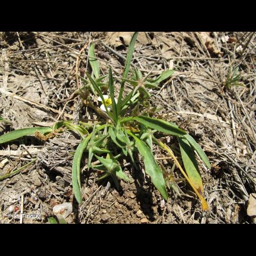 <i>Damasonium polyspermum</i> Coss., 1849 © H. Tinguy