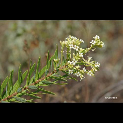<i>Daphne gnidium</i> L., 1753 © P. Gourdain