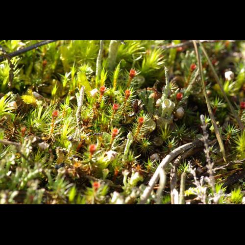 <i>Polytrichum piliferum</i> Hedw., 1801 © P. Gourdain