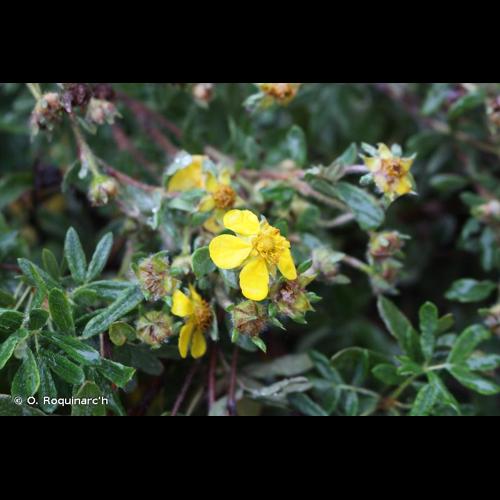 <i>Dasiphora fruticosa</i> (L.) Rydb., 1898 © O. Roquinarc'h