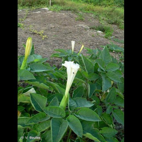 <i>Datura innoxia</i> Mill., 1768 © V. Boullet