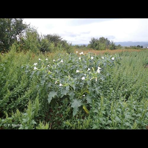 <i>Datura stramonium</i> L., 1753 © NULL