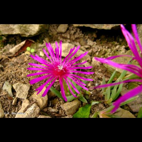 <i>Delosperma cooperi</i> (Hook.f.) L.Bolus, 1927 © F. Michalke