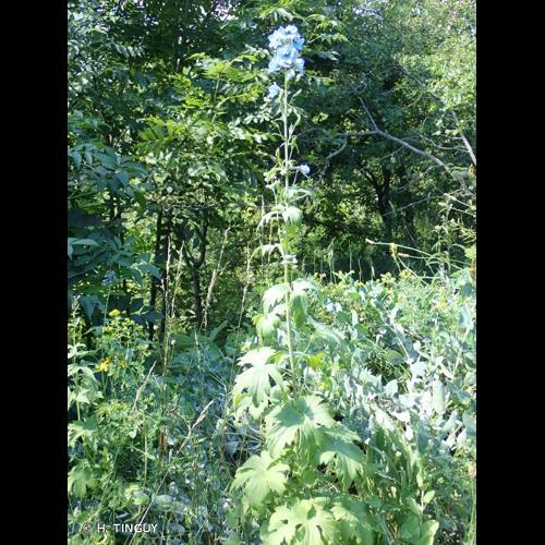 <i>Delphinium dubium</i> (Rouy & Foucaud) Pawl., 1934 © H. TINGUY