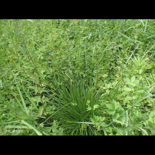 <i>Deschampsia cespitosa</i> (L.) P.Beauv., 1812 © NULL