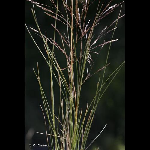 <i>Deschampsia media</i> (Gouan) Roem. & Schult., 1817 © O. Nawrot