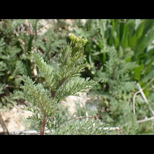 <i>Descurainia sophia</i> (L.) Webb ex Prantl, 1891 &copy; NULL