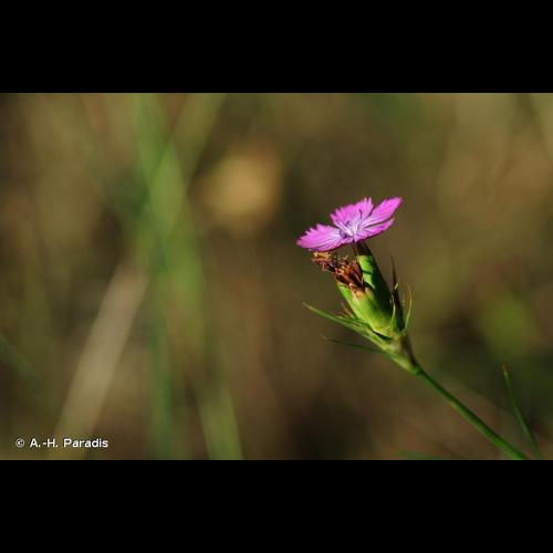 <i>Dianthus balbisii</i> Ser., 1824 © A.-H. Paradis