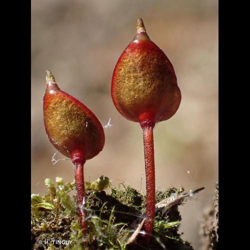 <i>Buxbaumia aphylla</i> Hedw., 1801 © H. TINGUY