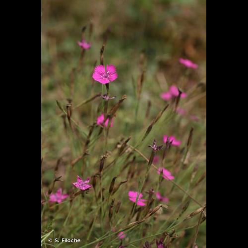 <i>Dianthus deltoides</i> L., 1753 © S. Filoche