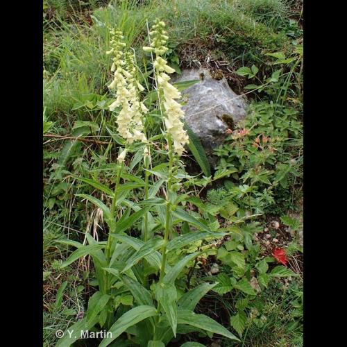 <i>Digitalis lutea</i> L., 1753 © NULL