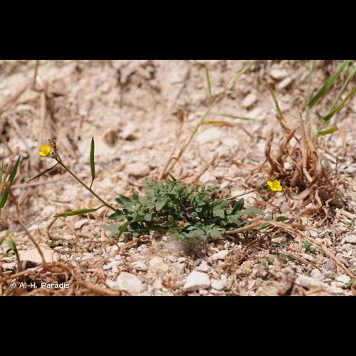 <i>Diplotaxis muralis</i> (L.) DC., 1821 © A.-H. Paradis