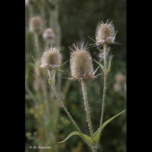 <i>Dipsacus laciniatus</i> L., 1753 © O. Nawrot