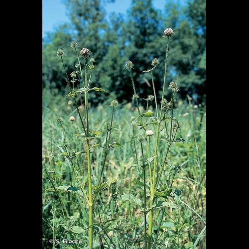 <i>Dipsacus pilosus</i> L., 1753 © S. Filoche