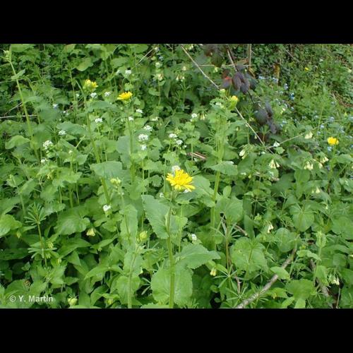 <i>Doronicum austriacum</i> Jacq., 1774 © NULL