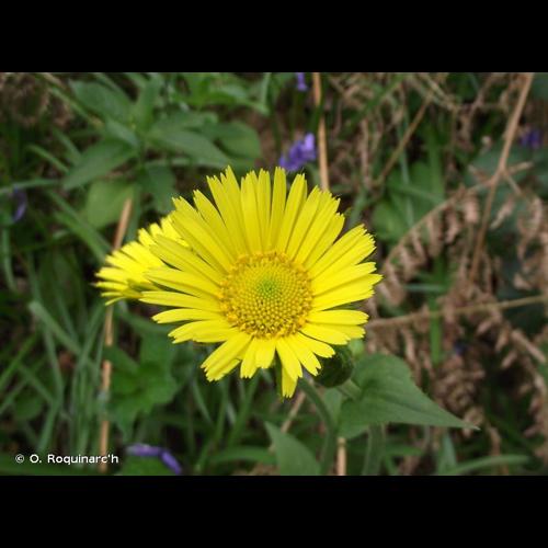 <i>Doronicum plantagineum</i> L., 1753 © O. Roquinarc'h