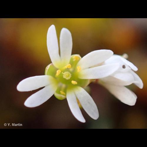 <i>Draba verna</i> L., 1753 &copy; NULL