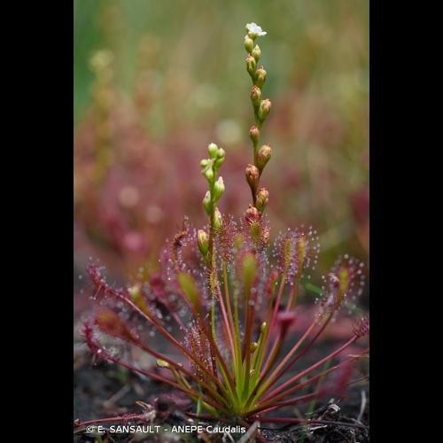 <i>Drosera intermedia</i> Hayne, 1798 &copy; E. SANSAULT - ANEPE Caudalis