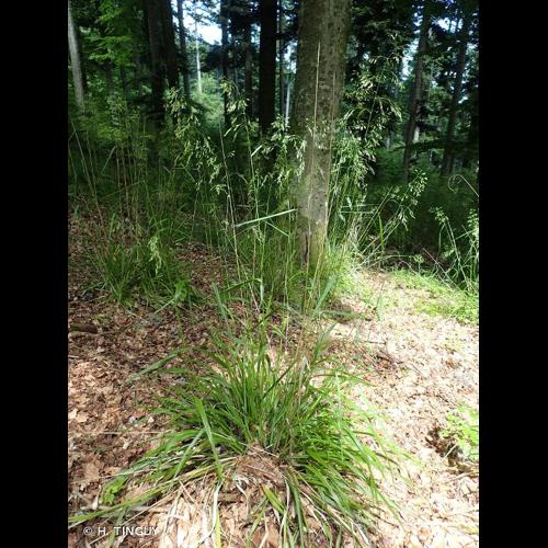 <i>Drymochloa sylvatica</i> (Pollich) Holub, 1984 © H. TINGUY