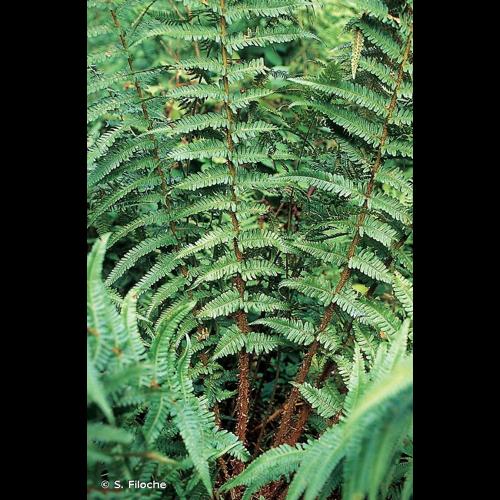 <i>Dryopteris affinis</i> (Lowe) Fraser-Jenk., 1979 © S. Filoche