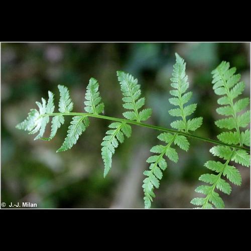 <i>Dryopteris carthusiana</i> (Vill.) H.P.Fuchs, 1959 © NULL