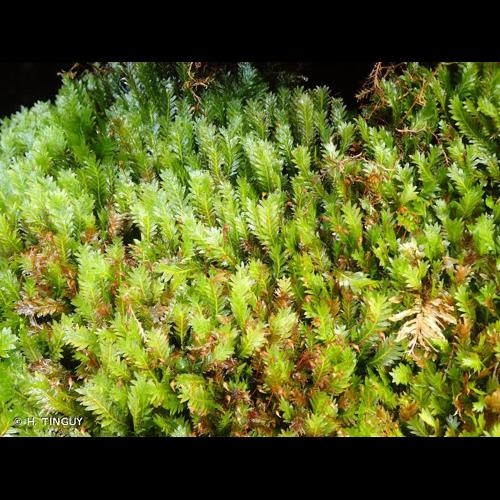 <i>Fissidens adianthoides</i> Hedw., 1801 &copy; H. TINGUY