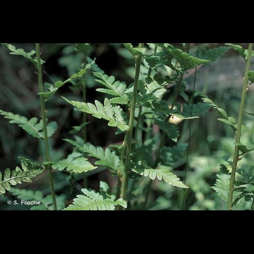 <i>Dryopteris cristata</i> (L.) A.Gray, 1848 © S. Filoche
