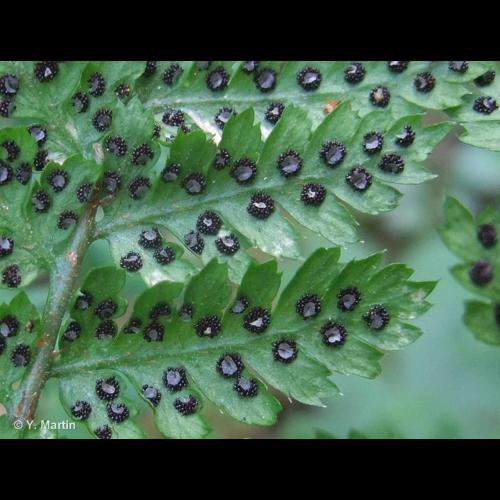 <i>Dryopteris dilatata</i> (Hoffm.) A.Gray, 1848 &copy; NULL
