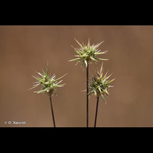 <i>Echinaria capitata</i> (L.) Desf., 1799 © O. Nawrot