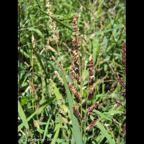 <i>Echinochloa colona</i> (L.) Link, 1833 &copy; C. Delnatte - DEAL Martinique