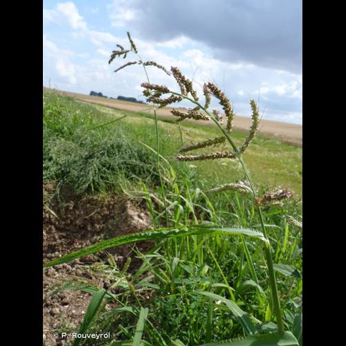 <i>Echinochloa crus-galli</i> (L.) P.Beauv., 1812 &copy; P. Rouveyrol
