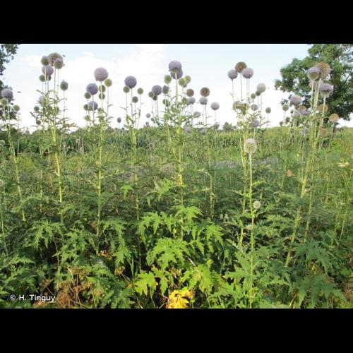 <i>Echinops exaltatus</i> Schrad., 1809 © H. Tinguy