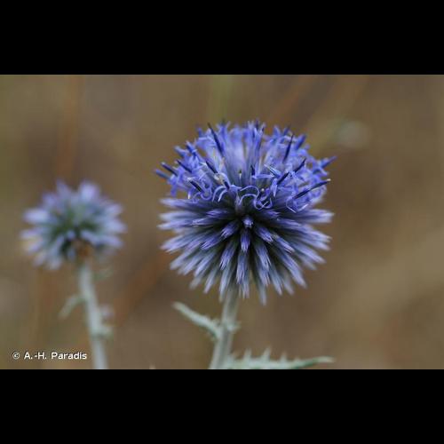 <i>Echinops ritro</i> L., 1753 © A.-H. Paradis
