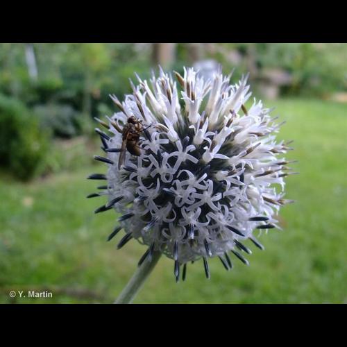 <i>Echinops sphaerocephalus</i> L., 1753 © NULL