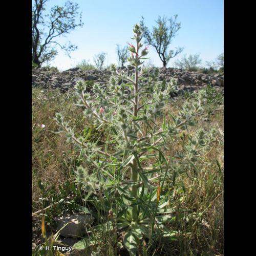 <i>Echium asperrimum</i> Lam., 1792 © H. Tinguy
