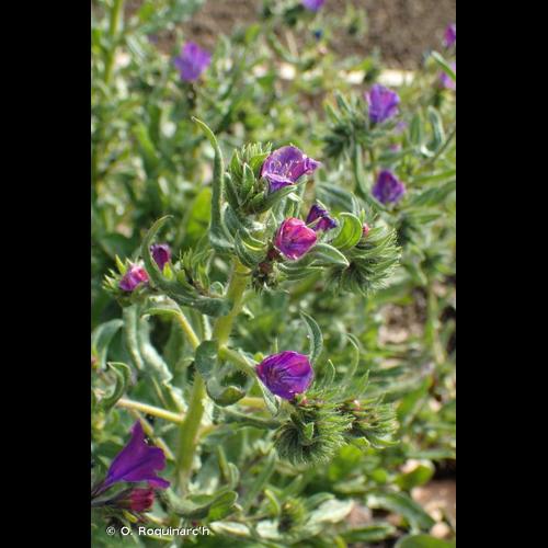 <i>Echium plantagineum</i> L., 1771 © O. Roquinarc'h