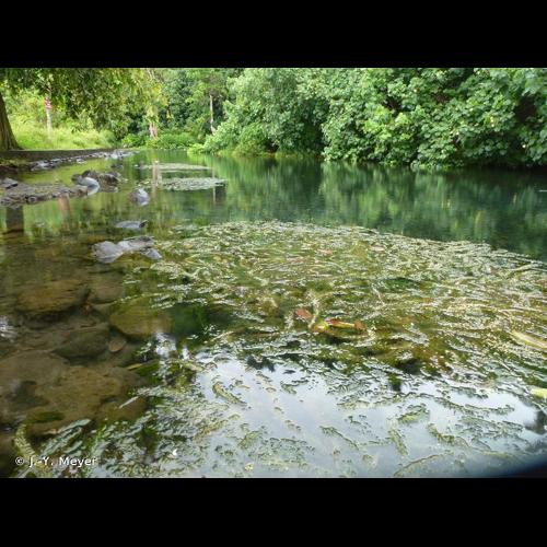 <i>Egeria densa</i> Planch., 1849 &copy; J.-Y. Meyer