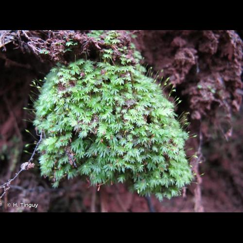 <i>Fissidens bryoides</i> Hedw., 1801 © H. Tinguy