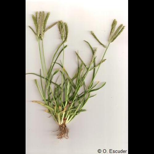 <i>Eleusine indica</i> (L.) Gaertn., 1788 &copy; O. Escuder